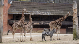 zoo Liberecžirafy